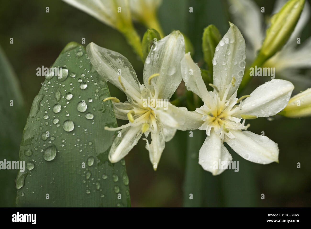 Illyrian Sea Lily Pancratium illyricum flower and leaf with rain drops Corsica France Stock Photo