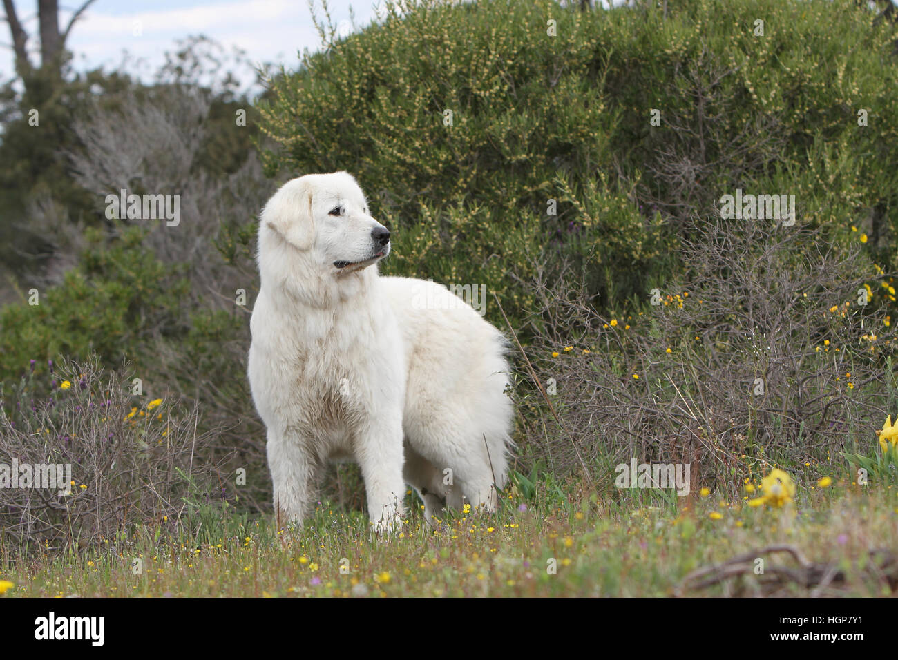 Dog Polish Tatra Sheepdog / Tatra Mountain Sheepdog / Podhale adult