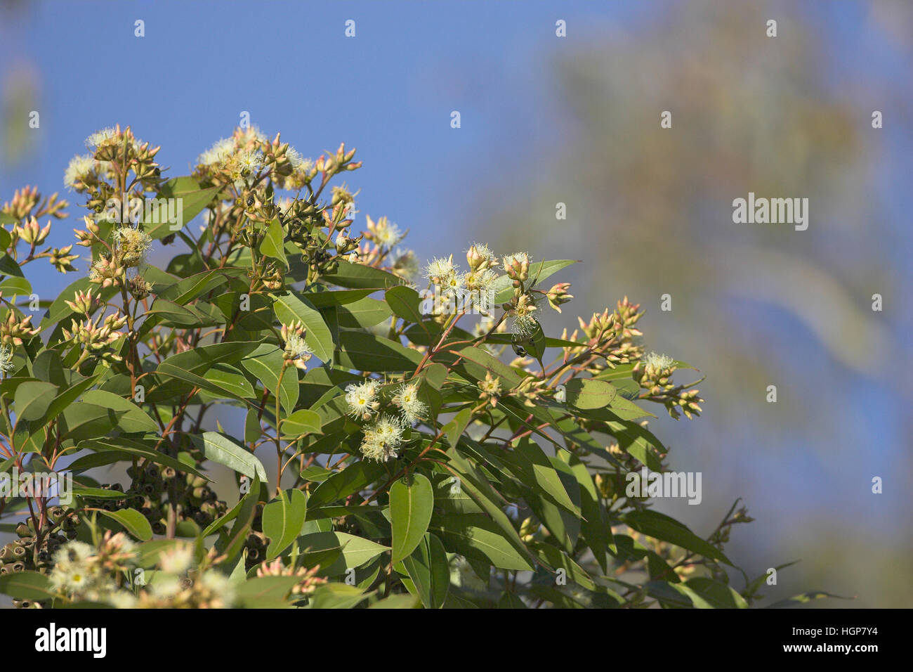 Red river gum Eucalyptus camaldulensis Portugal Stock Photo Alamy