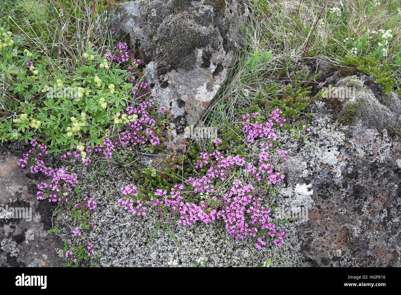Wild thyme Thymus serpyllum and Alpine lady's mantle Alchemilla alpina Iceland July 2009 Stock Photo