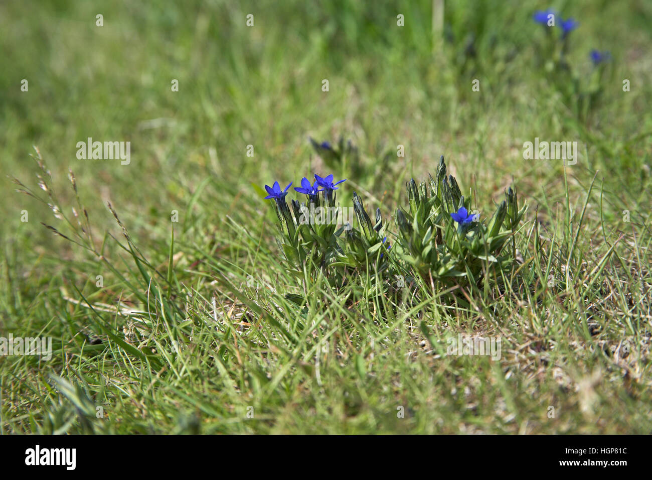 Alpine gentian Gentiana nivalis Iceland July 2009 Stock Photo