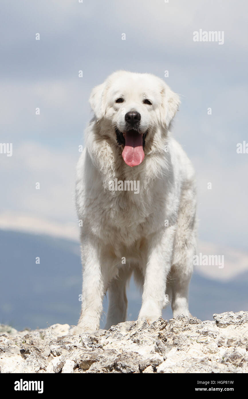 Dog Polish Tatra Sheepdog / Tatra Mountain Sheepdog / Podhale adult