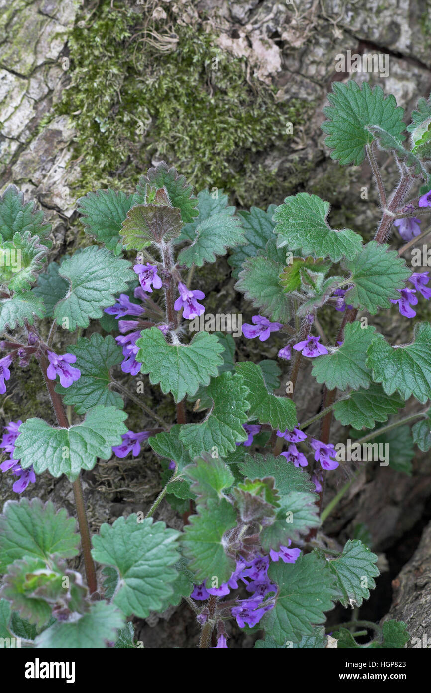 Ground ivy Glechoma hederacea Sussex England Stock Photo