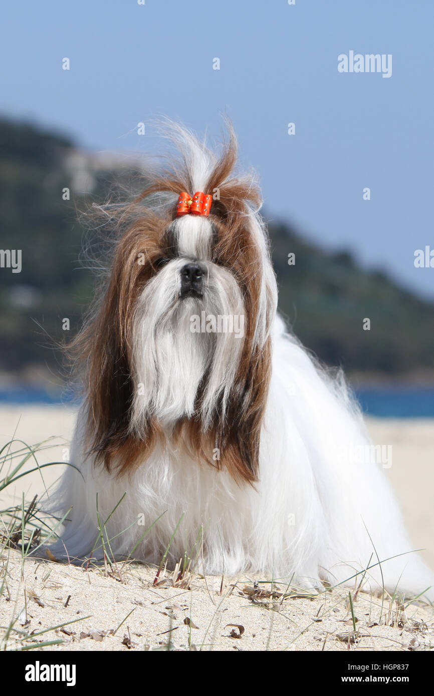 Shih Tzu Dog adult adults standing Dark Light Brown face In the