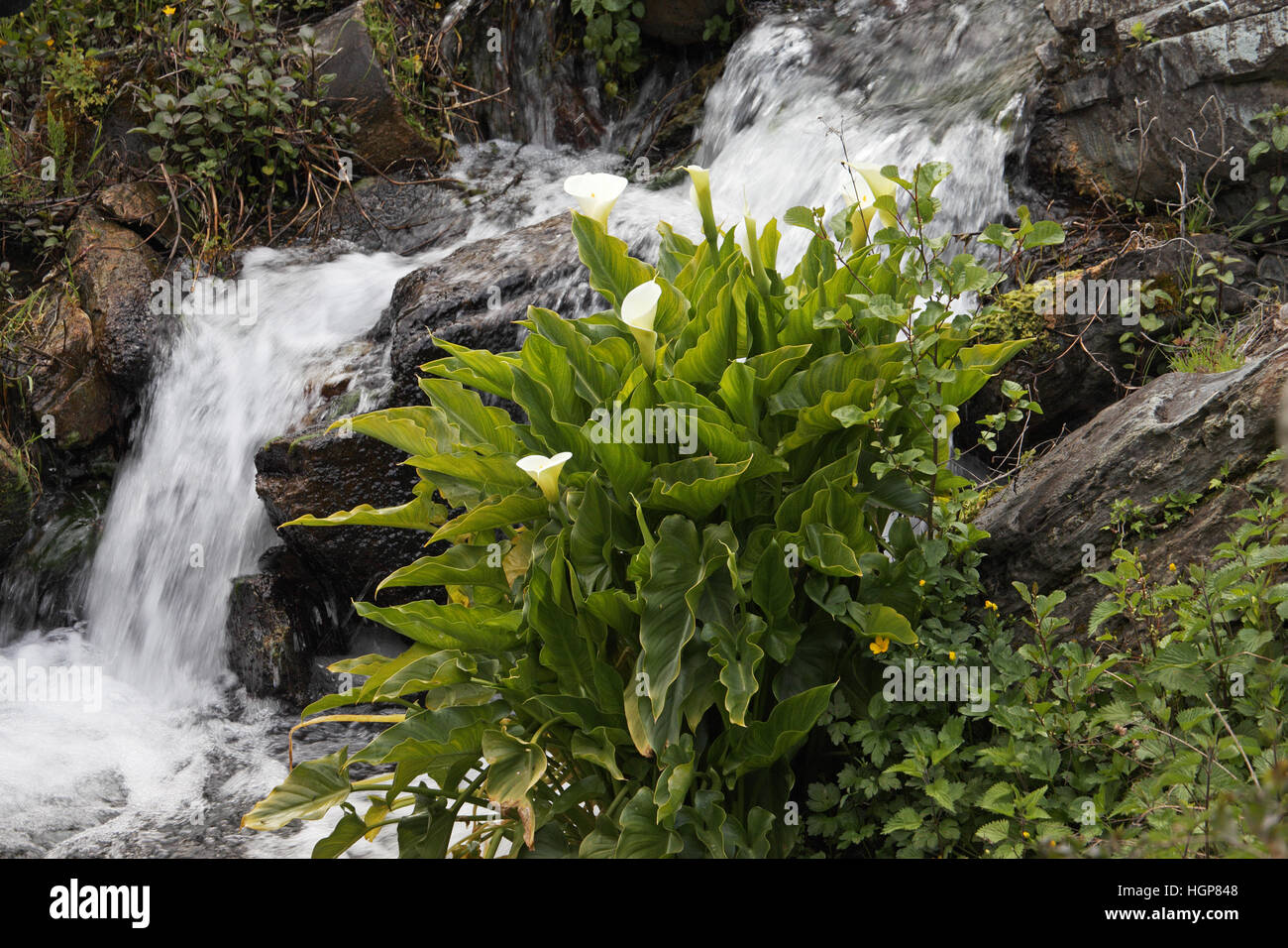 Arum lily Zantedeschia aethiopica in mountain stream Corsica France Stock Photo