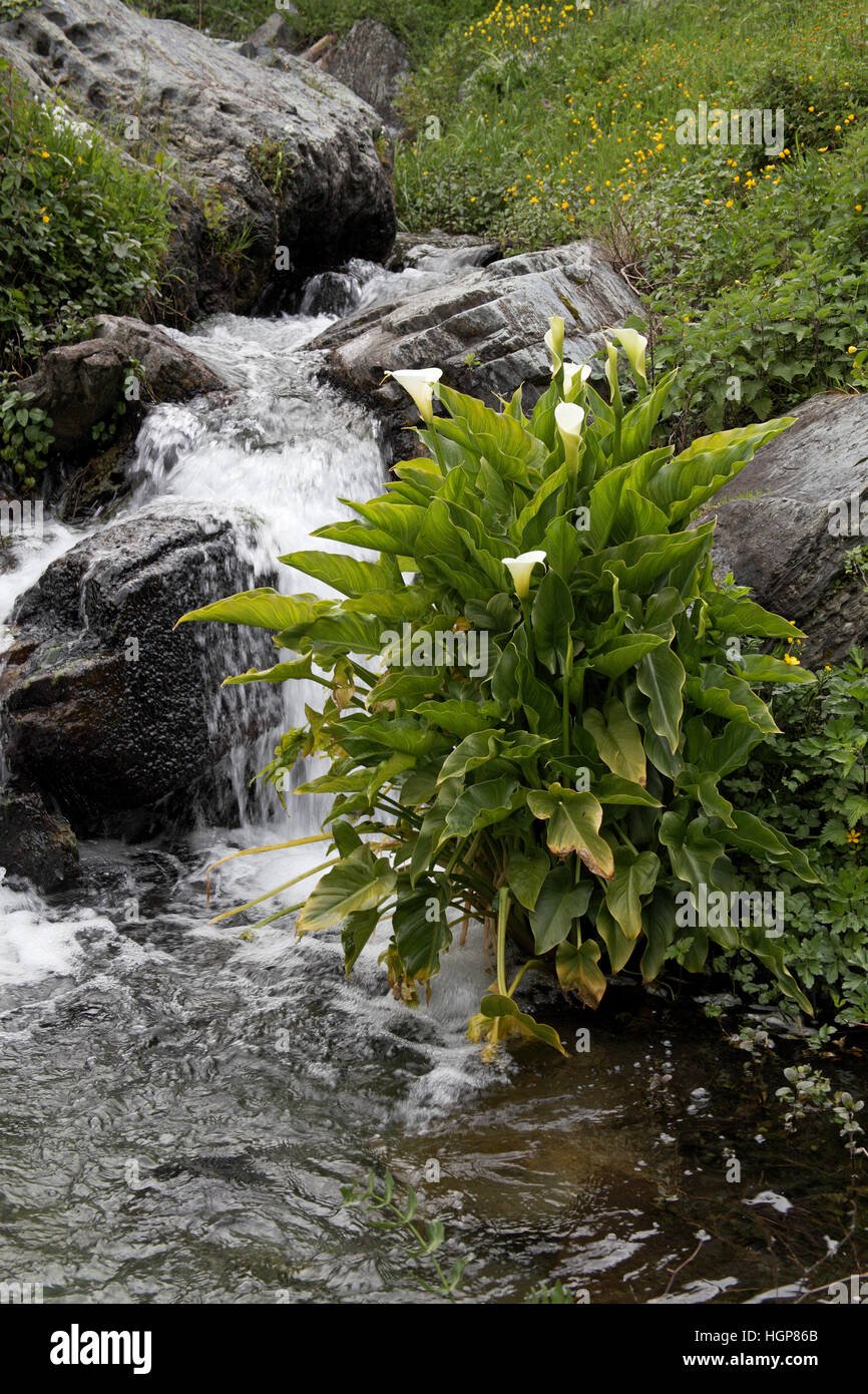 Arum lily Zantedeschia aethiopica in mountain stream Corsica France Stock Photo