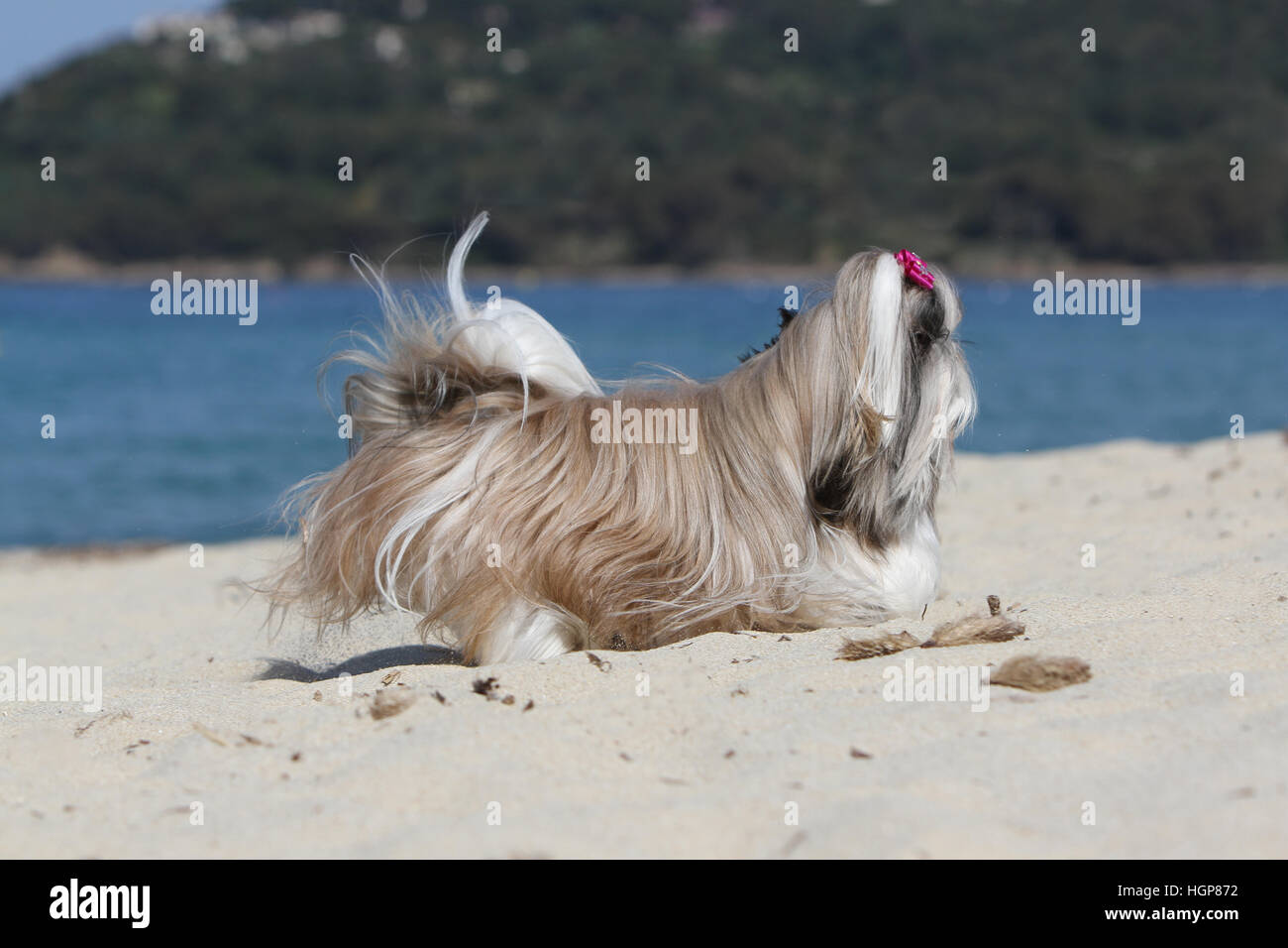 Shih Tzu Dog adult adults running profile on the beach Stock Photo Alamy