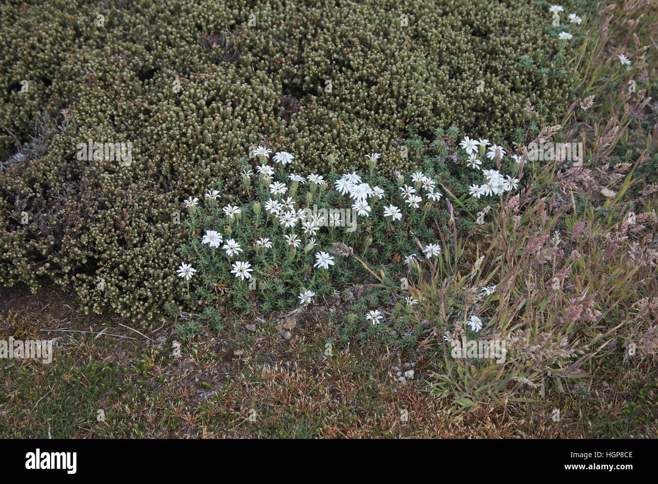 Falkland lavender Perezia recurvata with Diddle-dee Empetrum rubrum beyond Falkland Islands Stock Photo