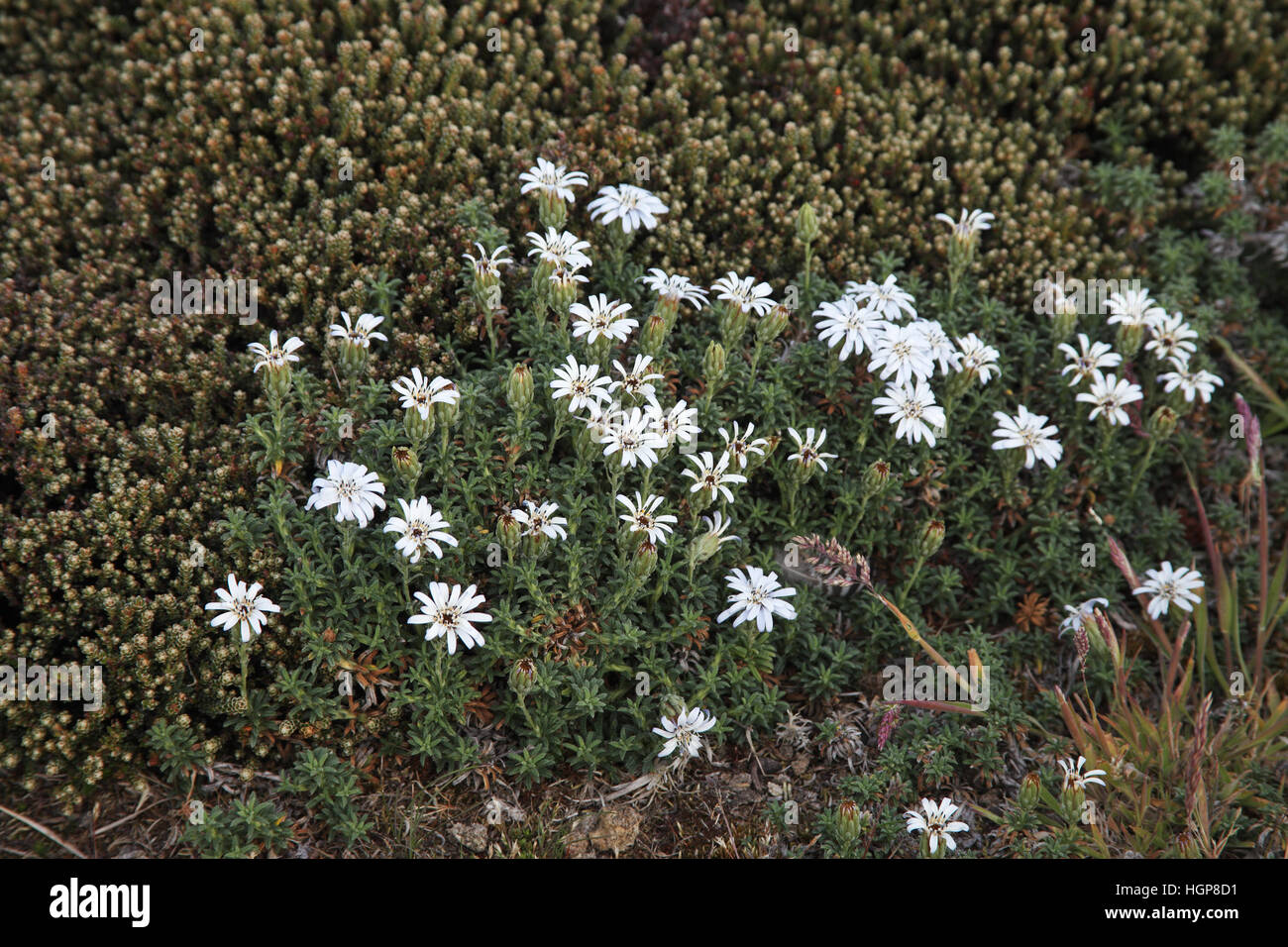 Falkland lavender Perezia recurvata with Diddle-dee Empetrum rubrum beyond Falkland Islands Stock Photo