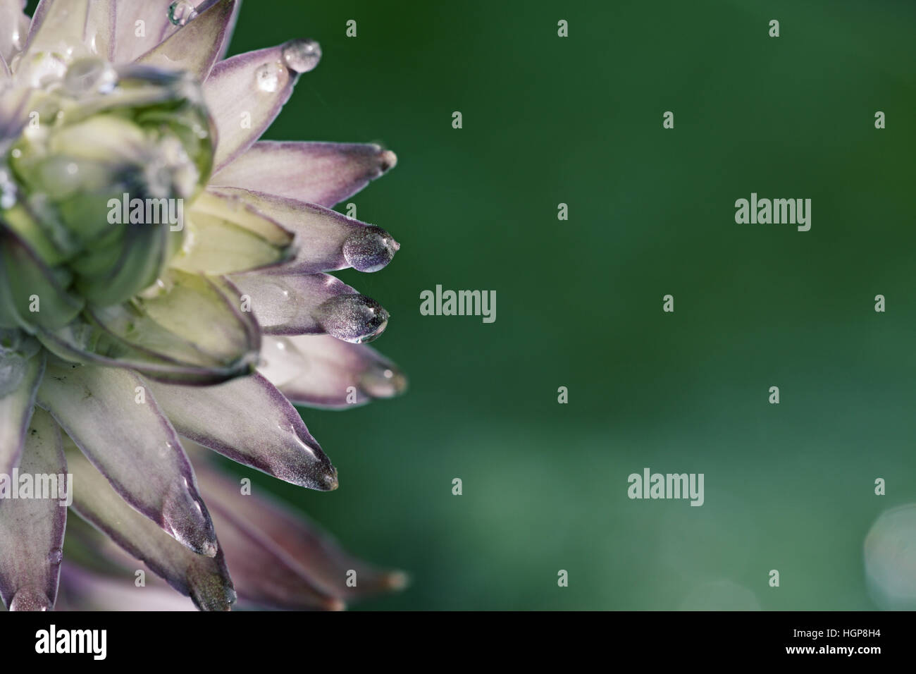 Plantain lily Hosta halcyon Stock Photo