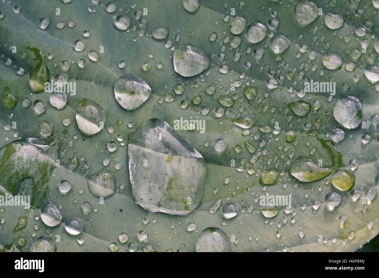 Plantain lily Hosta halcyon Stock Photo