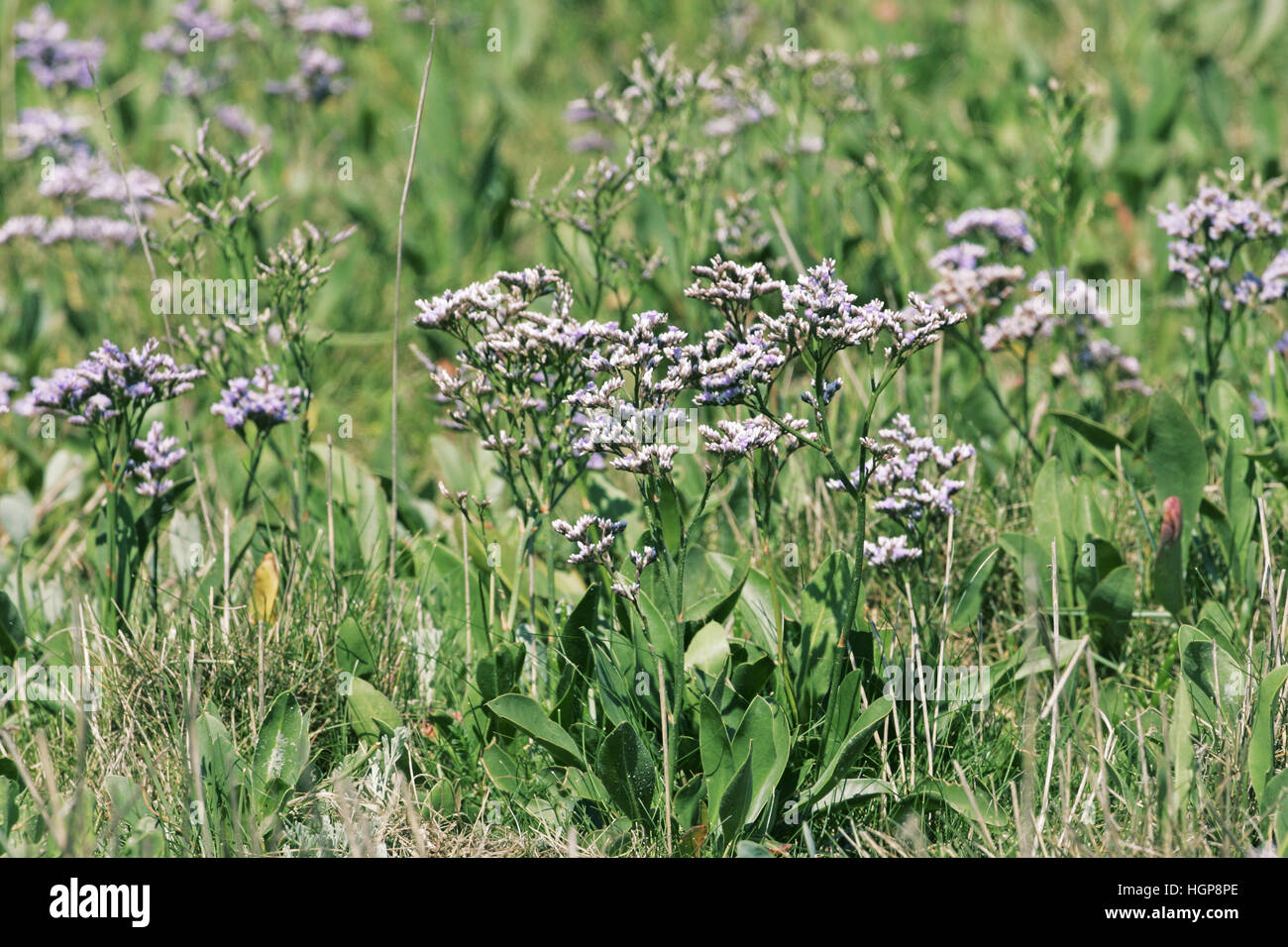 Common sea-lavender Limonium vulgare Stock Photo