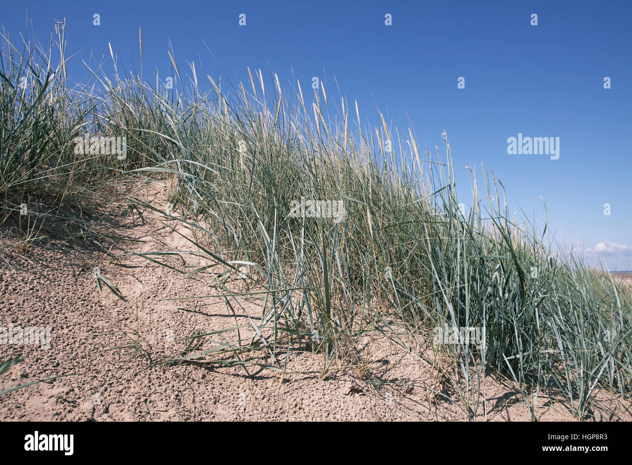 Marram grass Ammophila arenaria on coastal sand dune Stock Photo