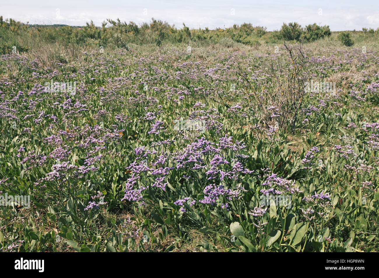 Common sea-lavender Limonium vulgare Stock Photo