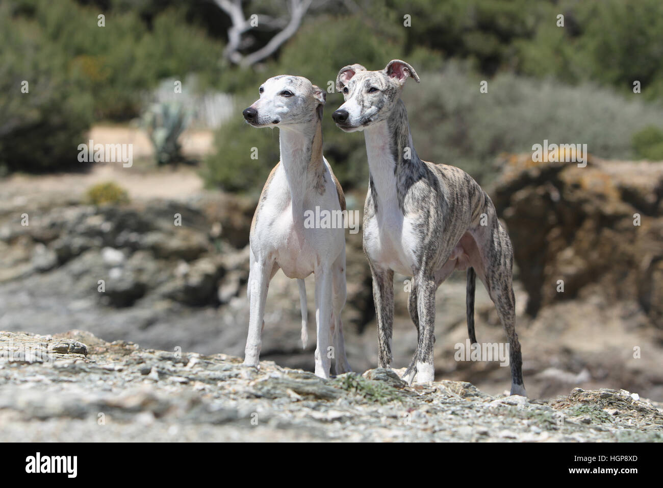 Dog Whippet (English Greyhound Miniature) two adults standing face on a rock Stock Photo