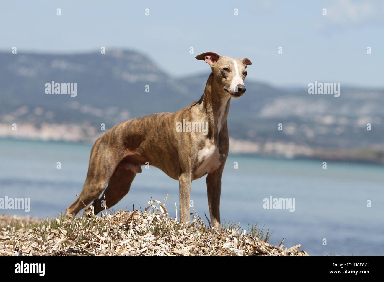 Dog Whippet ( English Greyhound Miniature) adult standard profile Stock