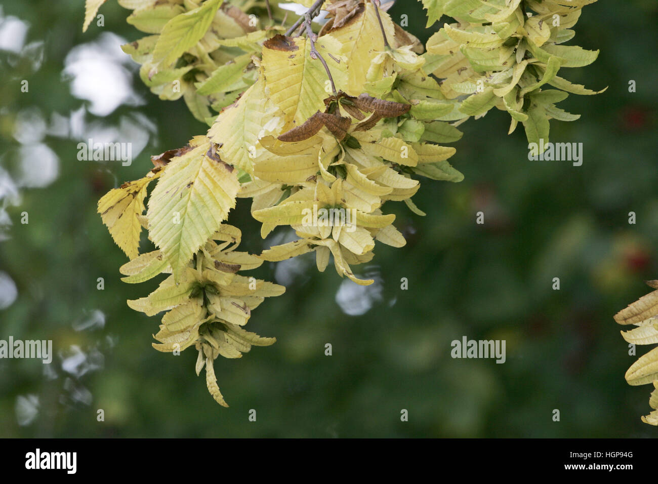 Hornbeam Carpinus betulus fruit Stock Photo