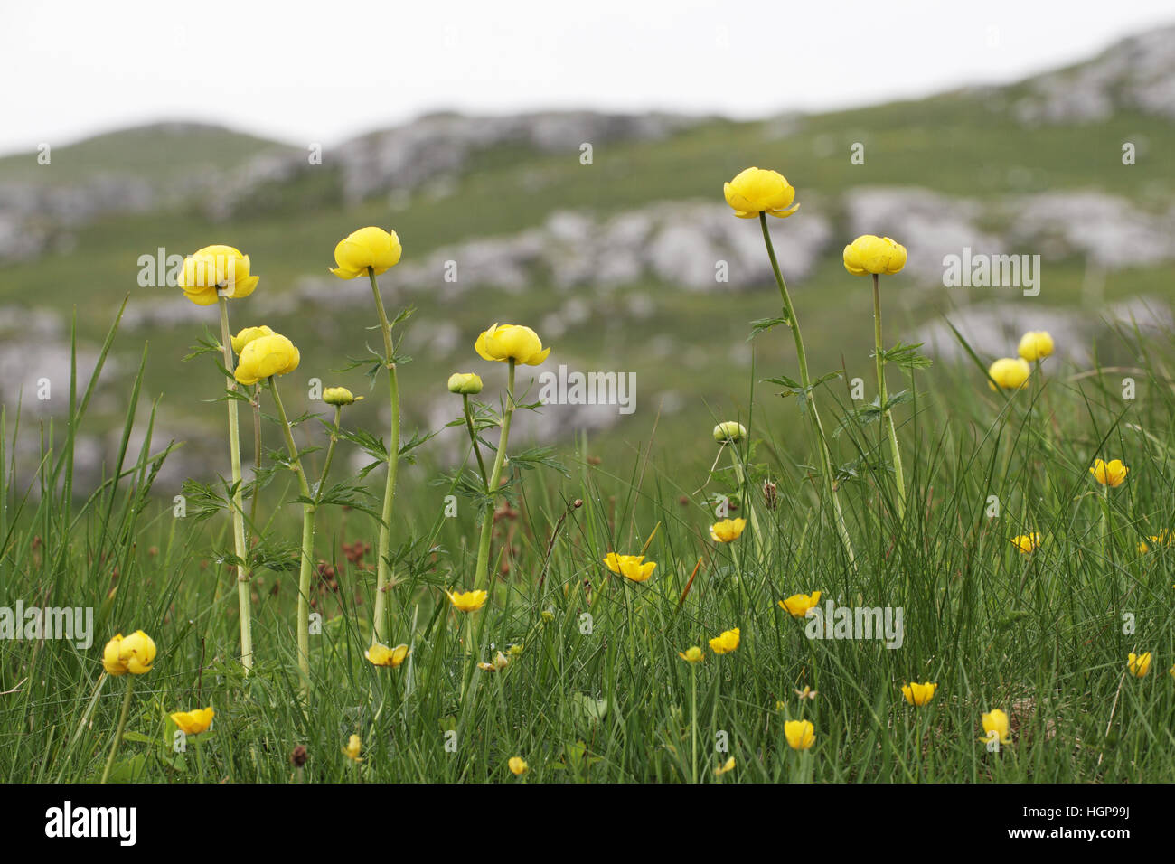 Globeflower Trollius europaeus in alpine meadow Stock Photo