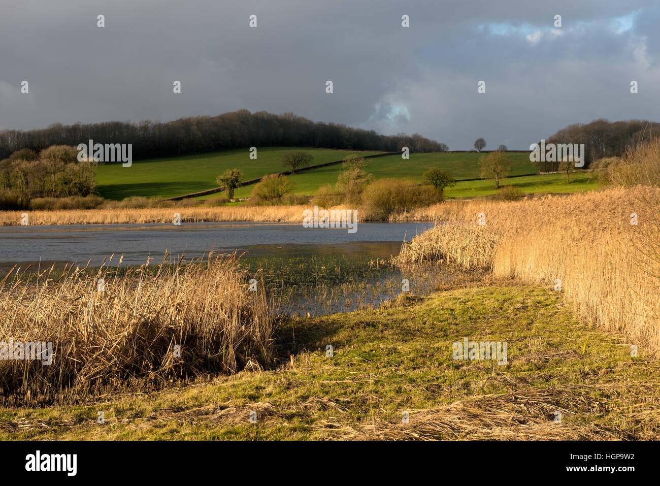 Reed beds at Leighton Moss near Silverdale Lancashire Stock Photo