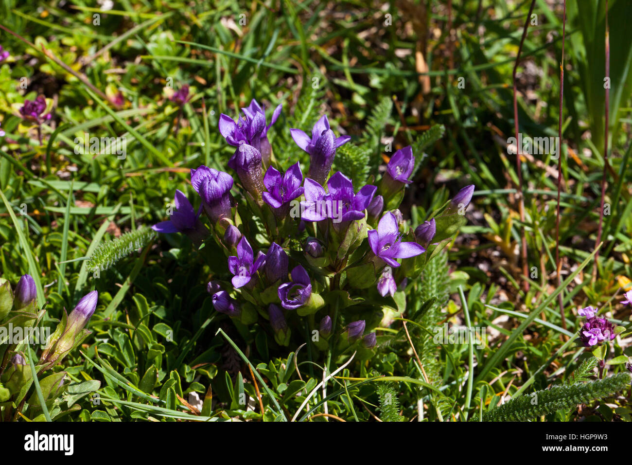 Field gentian Gentianella campestris Hauts Plateaux Reserve Vercors Regional Natural Park France Stock Photo