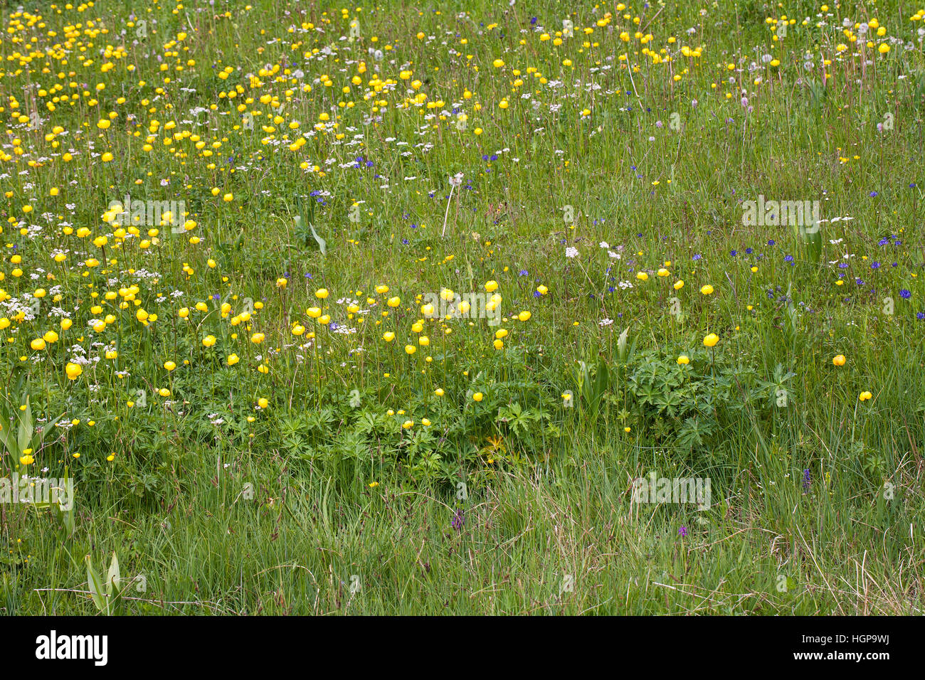 Globe flower Trollius europaeus Vercors Regional National Park Vercors France Stock Photo