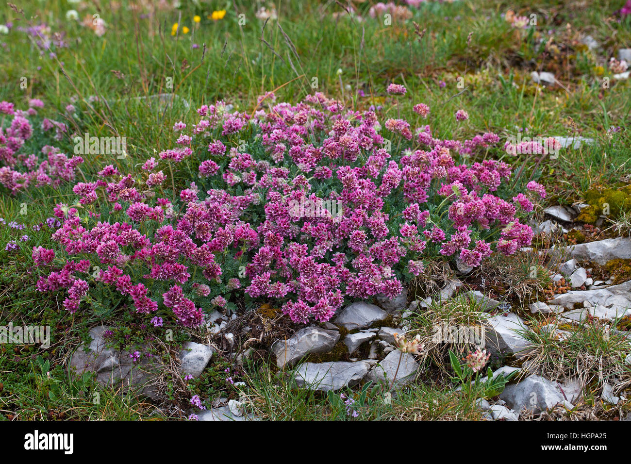 Mountain kidney-vetch Anthyllis montana Plateau de Beurre Vercors Regional Natural Park Vercors France Stock Photo