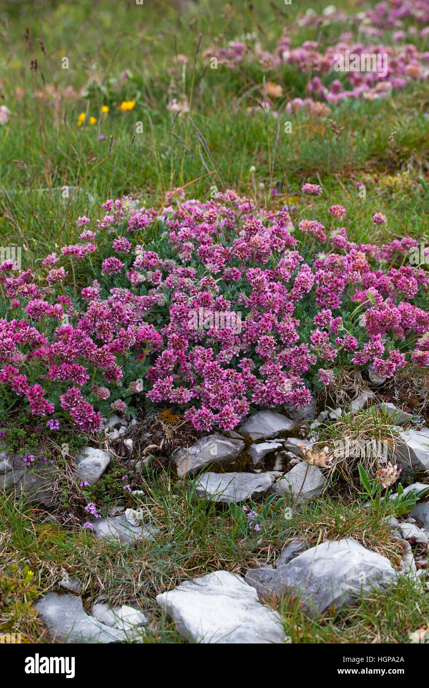 Mountain kidney-vetch Anthyllis montana Plateau de Beurre Vercors Regional Natural Park Vercors France Stock Photo