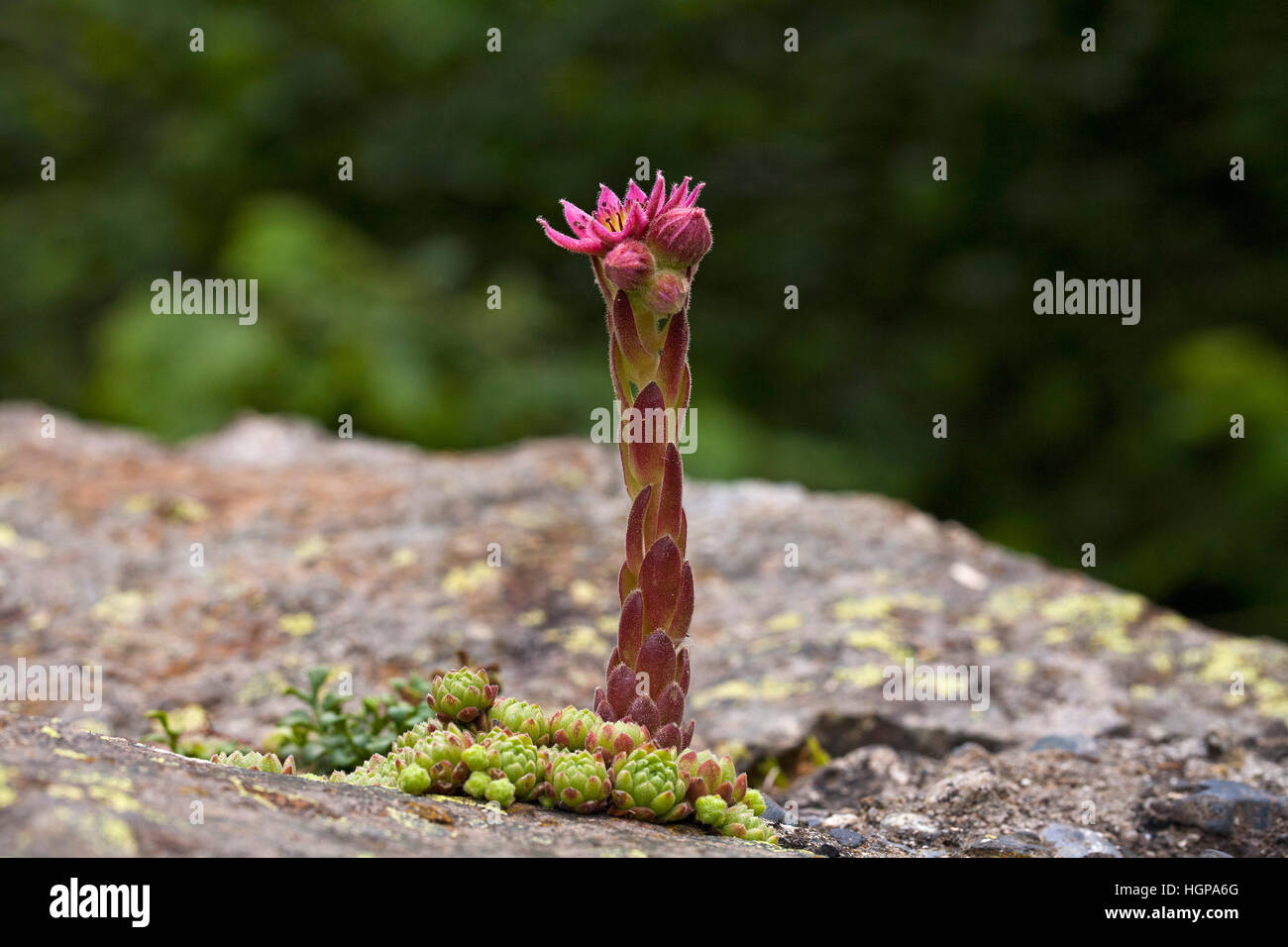 Mountain houseleek Sempervivum montanum growing on a bridge Pyrenees National Park France Stock Photo