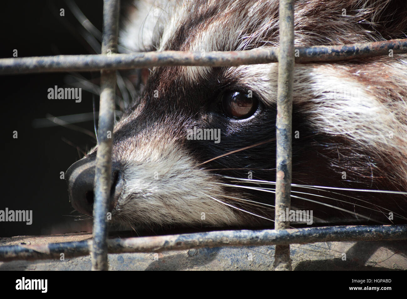 Raccoon captivity cage zoo animal exes sad Stock Photo Alamy