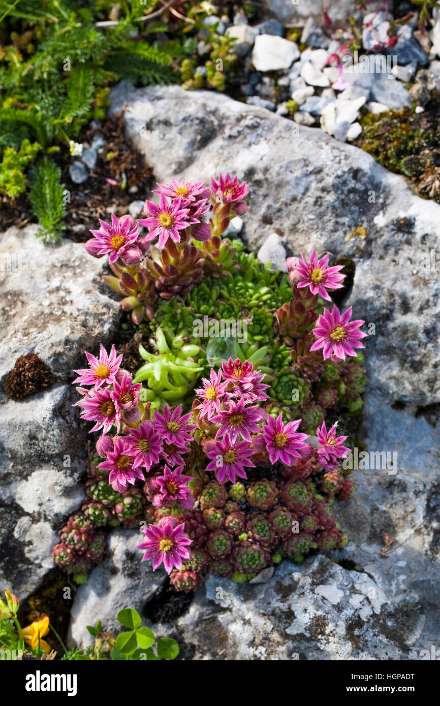 Mountain houseleek Sempervirens montanum growing on rocks beside the road to Gedre Ski Station Hautes Pyrenees Pyrenees National Park France Stock Photo