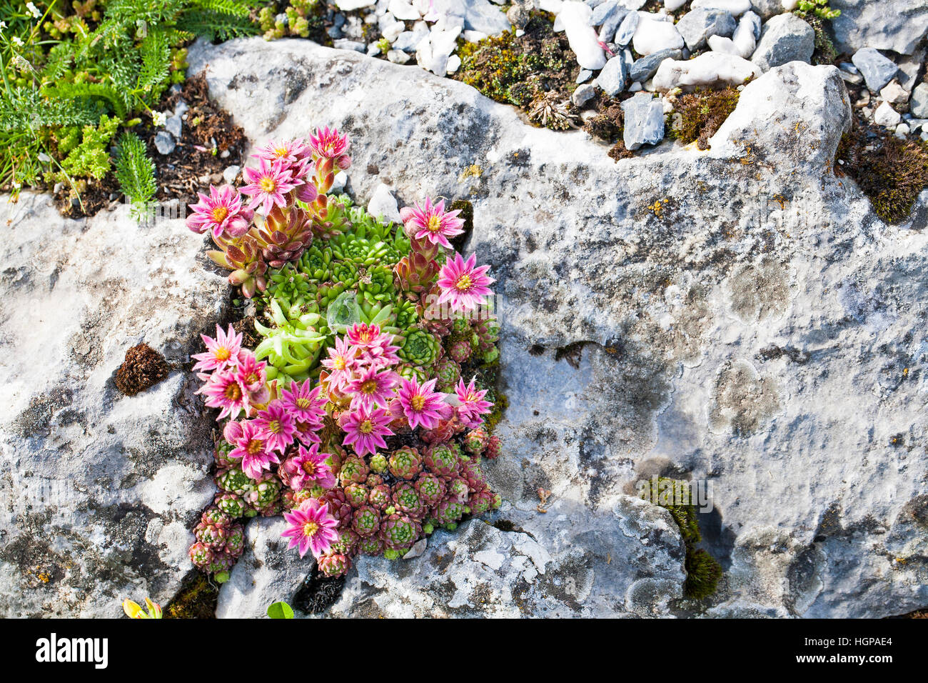 Mountain houseleek Sempervirens montanum growing on rocks beside the road to Gedre Ski Station Hautes Pyrenees Pyrenees National Park France Stock Photo
