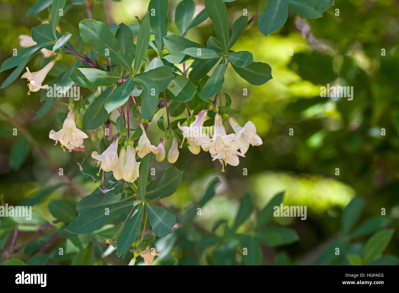 Pyrenean honeysuckle lonicera pyrenaica hi-res stock photography and images  - Alamy