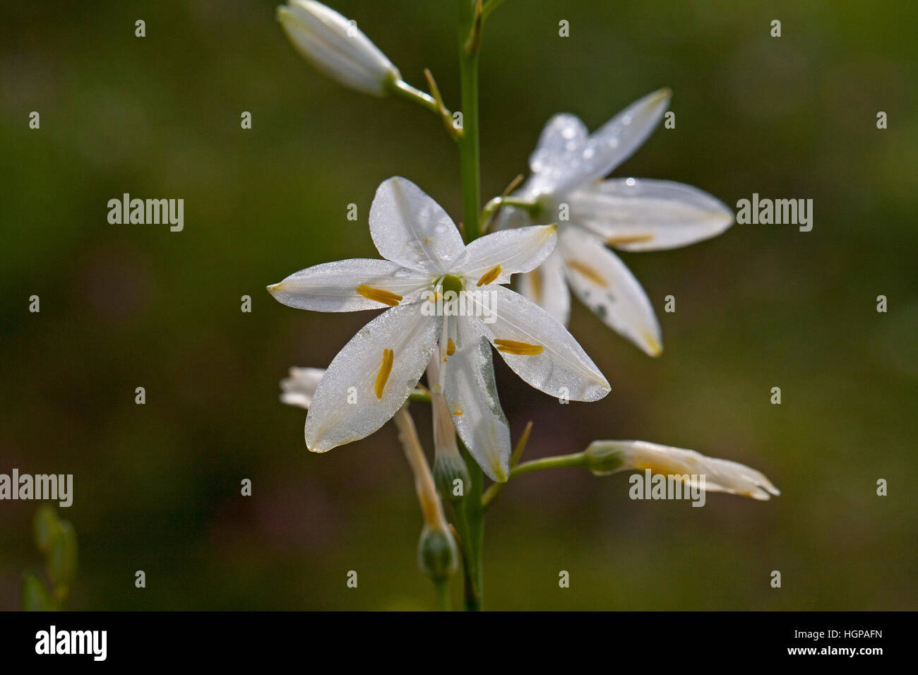 St Bernard's lily Anthericum liliago Ossoue Valley Pyrenees National Park France Stock Photo
