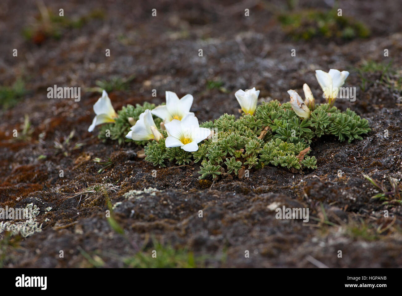 Scurvy Grass Oxalis Enneaphylla Sea Lion Island Falkland Islands Stock 