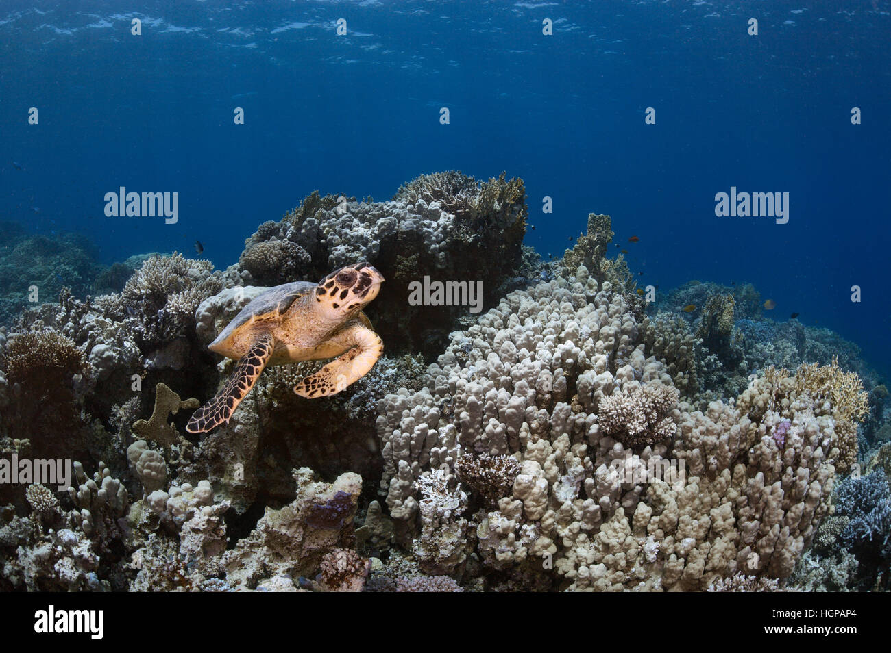Underwater picture of the Hawksbill sea turtle (Eretmochelys imbricata) swimming above the coral reef in the Red Sea near the shores of Hurghada. Stock Photo