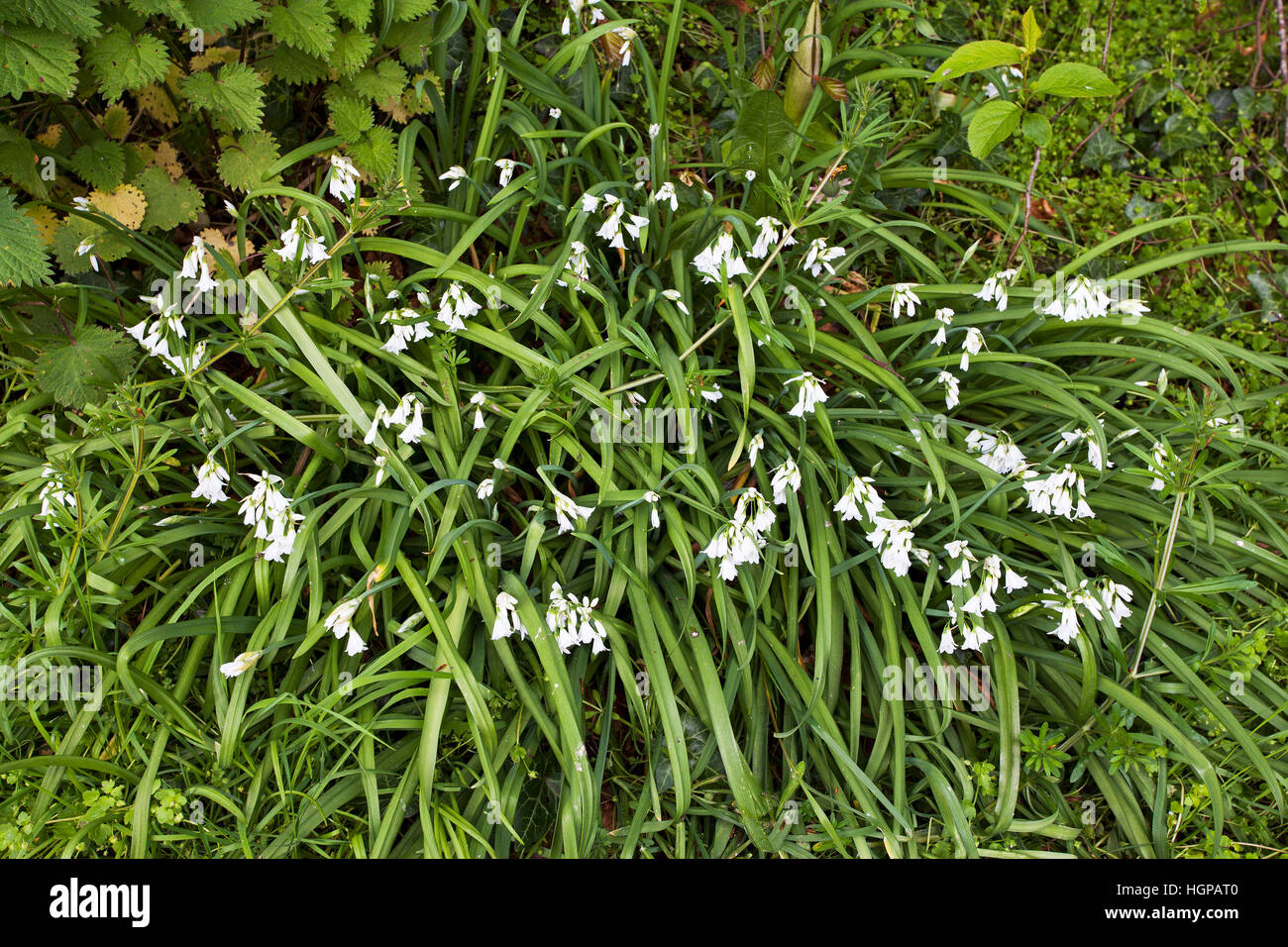 Three-cornered leek Allium triquetrum Ringwood Hampshire England UK Stock Photo
