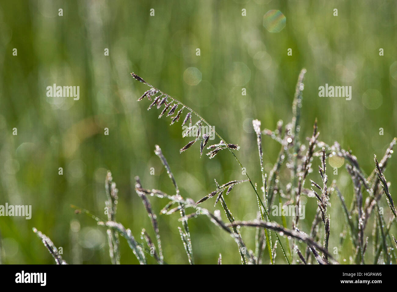 Early morning dew on grasses in water meadows Ringwood Hampshire England UK Stock Photo