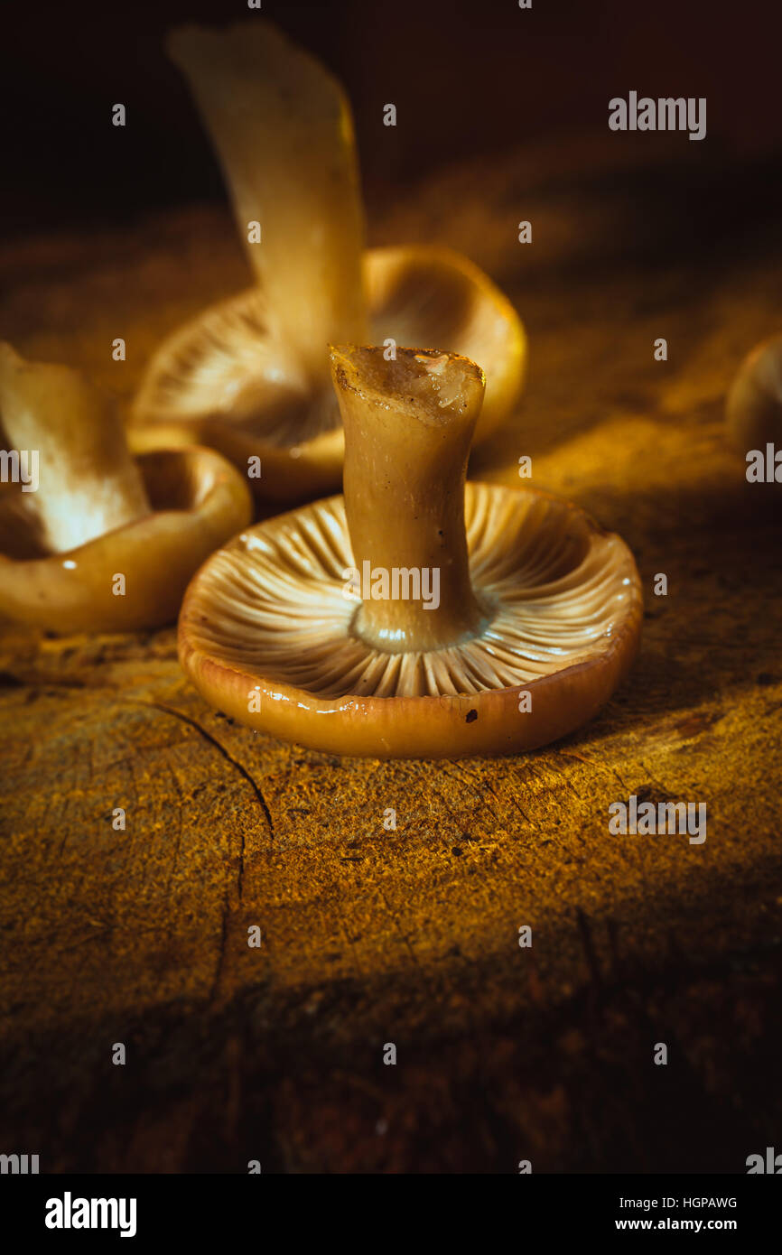 mushrooms russula close up on a stump Stock Photo
