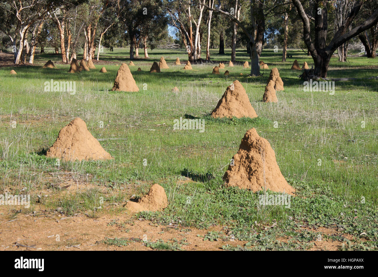 Termite mounds, insect habitats, built of red sand in rural green grass farmland of Western Australia. Stock Photo