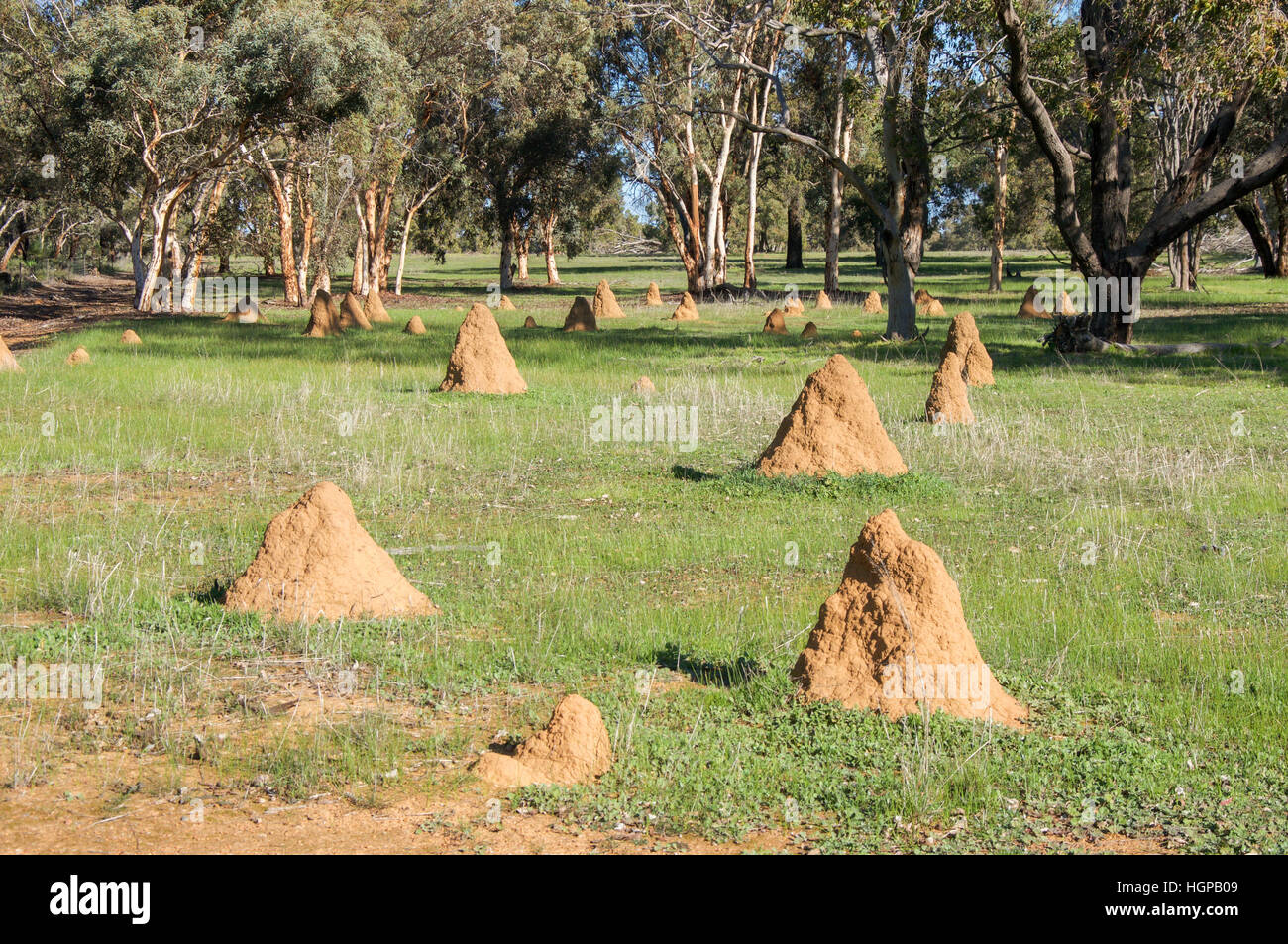 Group of termite mounds in grassy farmland with eucalyptus trees in rural Western Australia