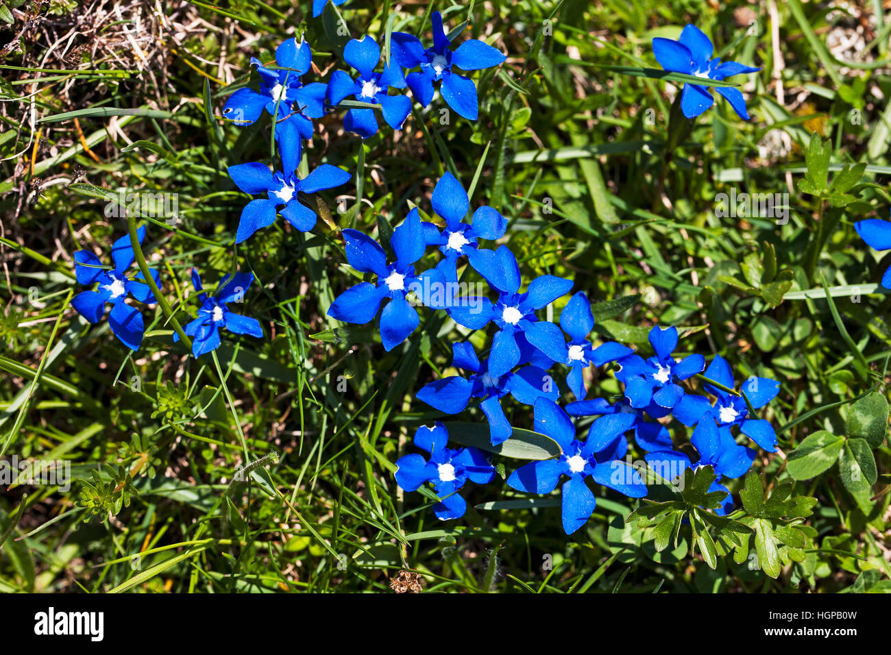 Spring gentian Gentiana verna in alpine meadow Vercors Regional Natural Park Vercors France May 2015 Stock Photo