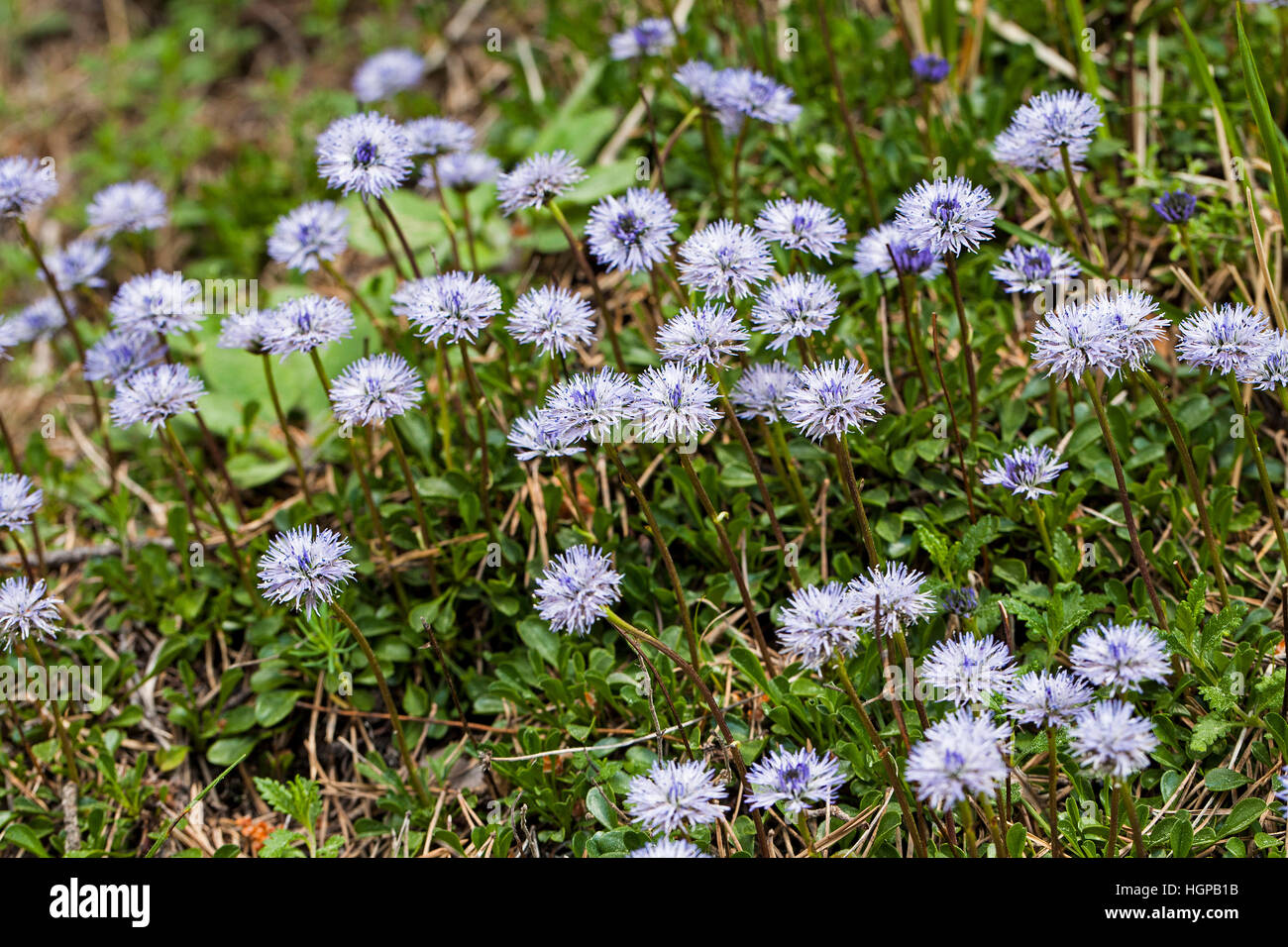 Leafless-stemmed globularia Globularia nudicaulis Vercors Regional Natural Park Vercors France May 2015 Stock Photo