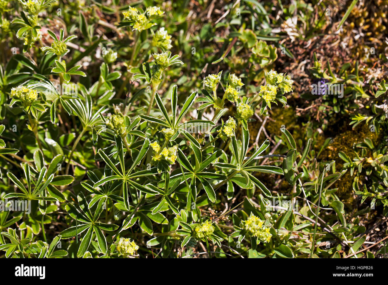 Hoppe's lady's mantle Alchemilla plicatula Vercors Regional Natural Park Vercors May 2015 Stock Photo