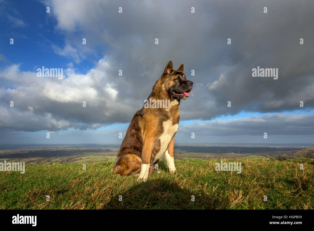 An American Akita dog in the South Downs National Park Stock Photo - Alamy