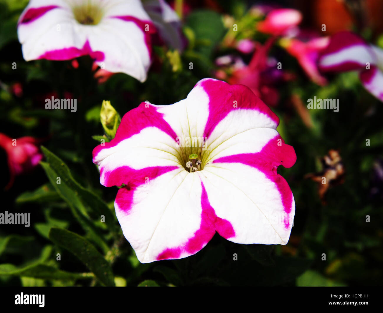 Beautiful star petunias in the summer garden Stock Photo
