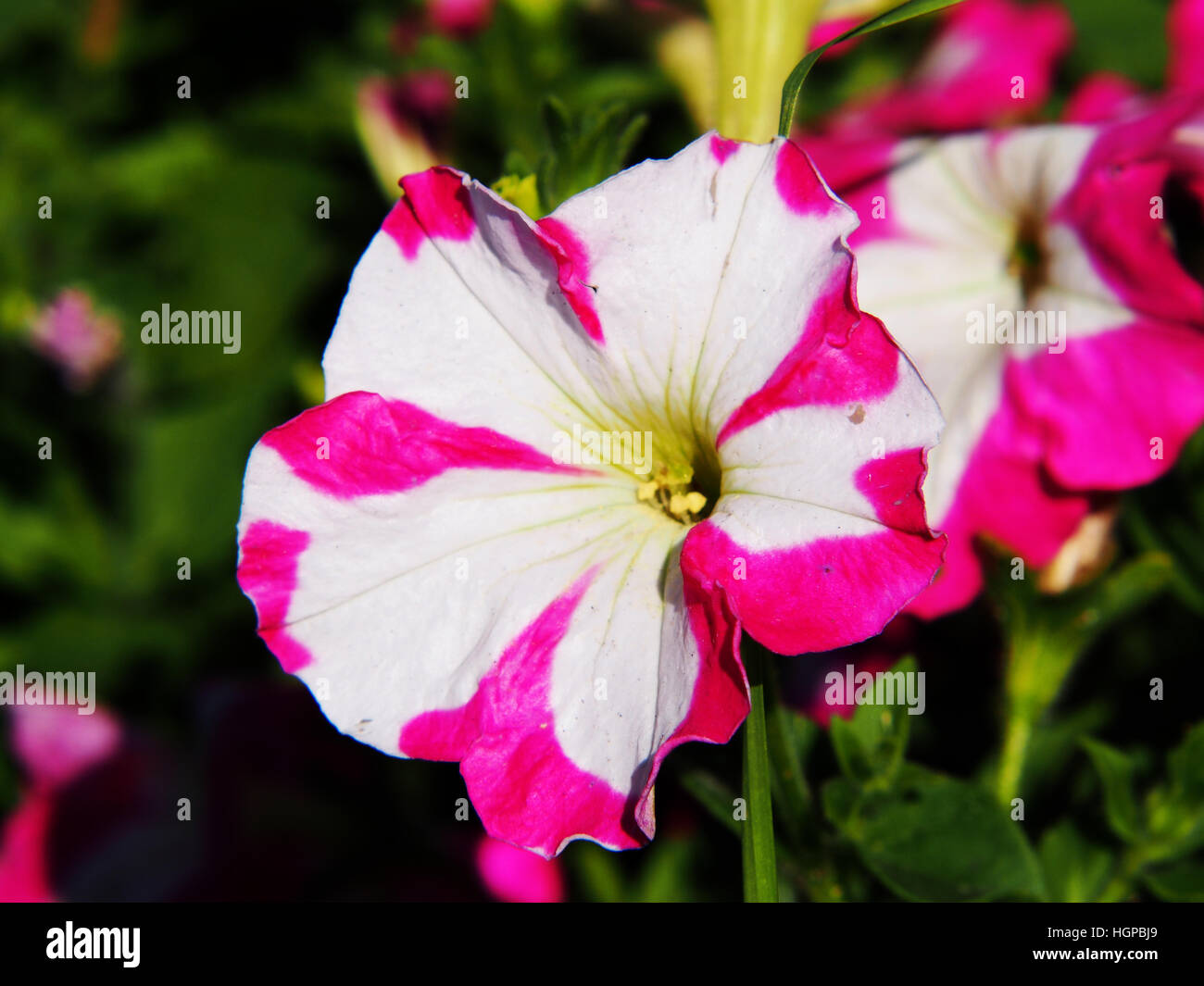 Beautiful star petunias in the summer garden Stock Photo