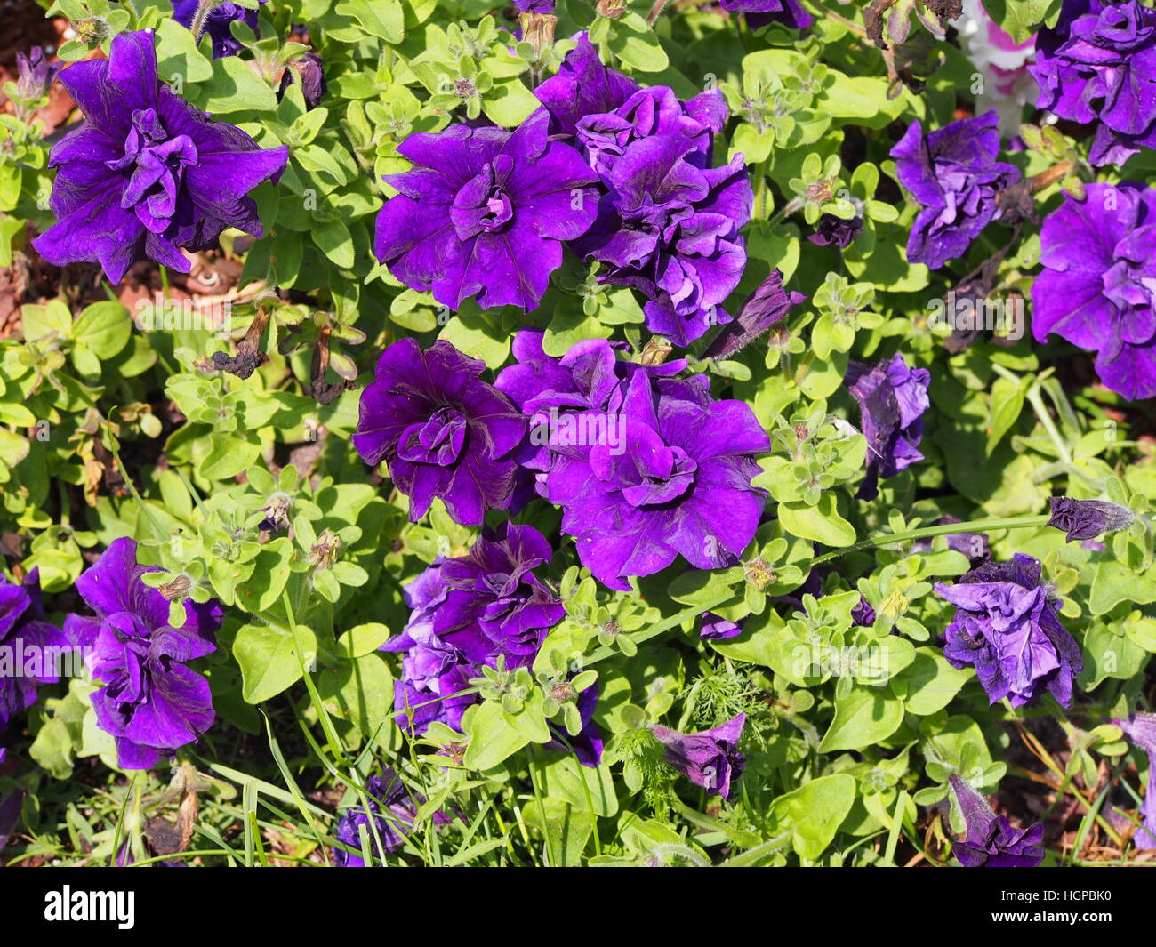 Double petunia flower hi-res stock photography and images - Alamy