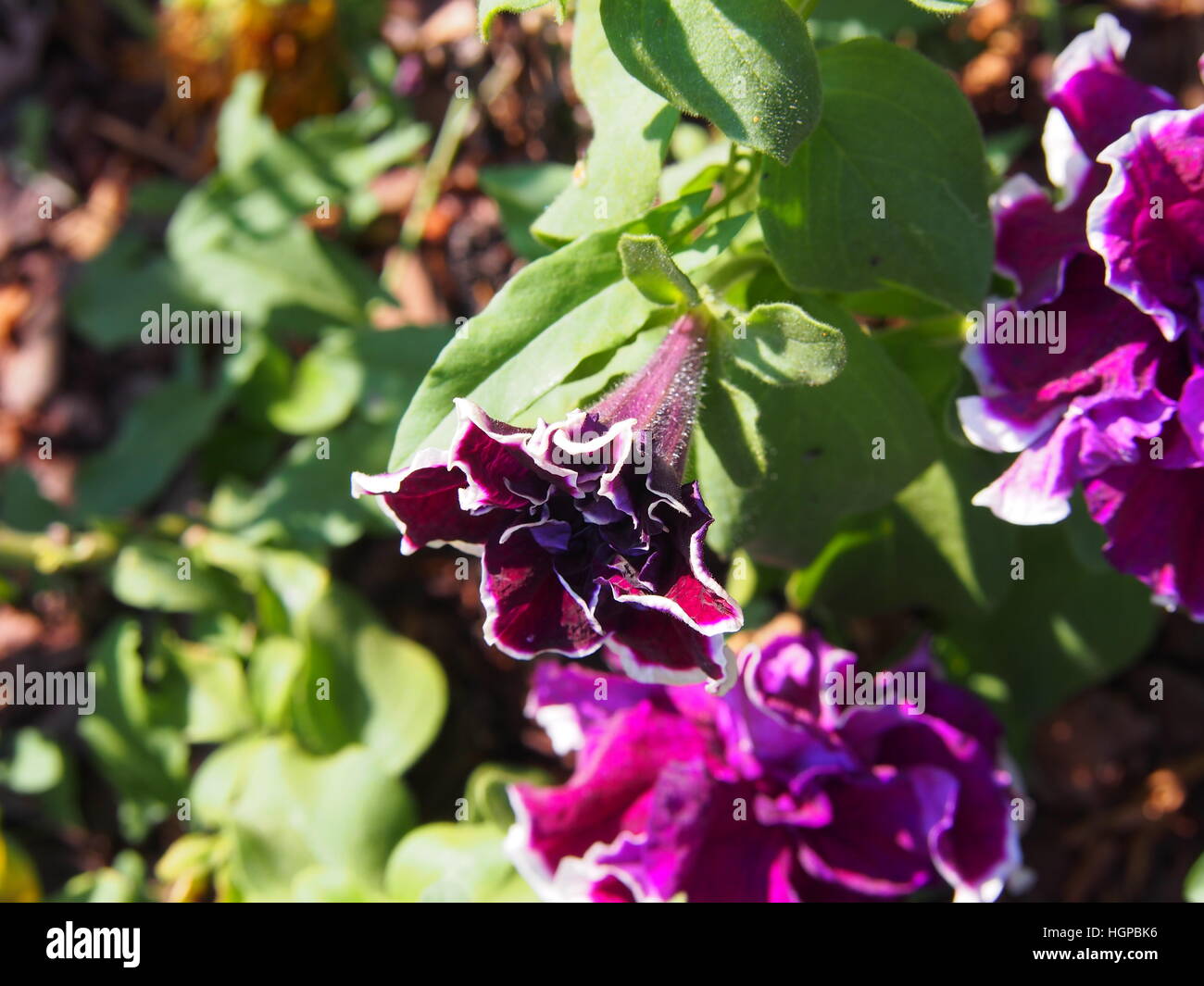 Double Petunia in full bloom Stock Photo Alamy