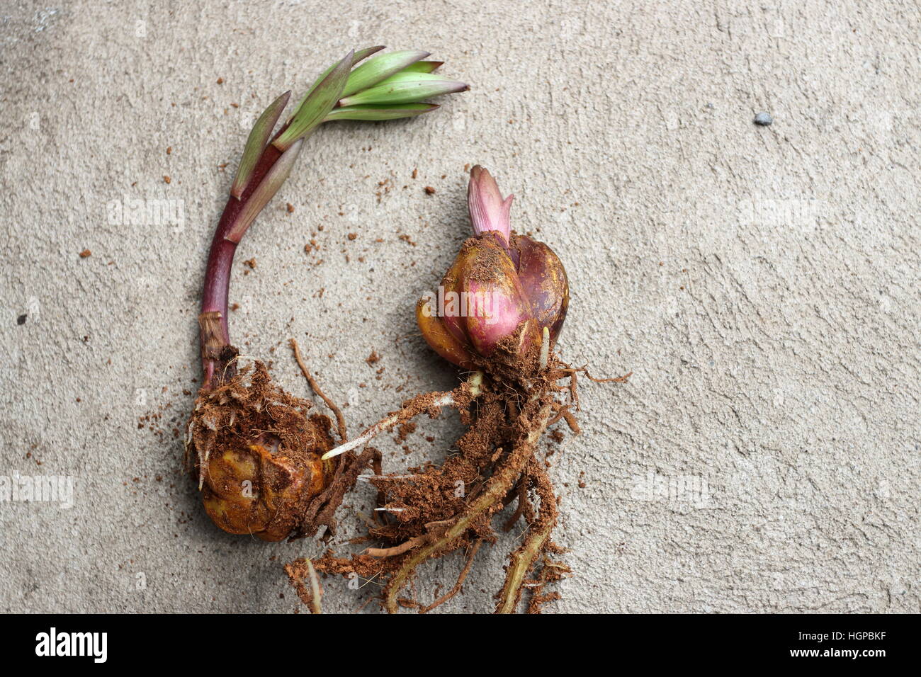 Oriental Lilium or Lilies bulbs sprouting Stock Photo - Alamy