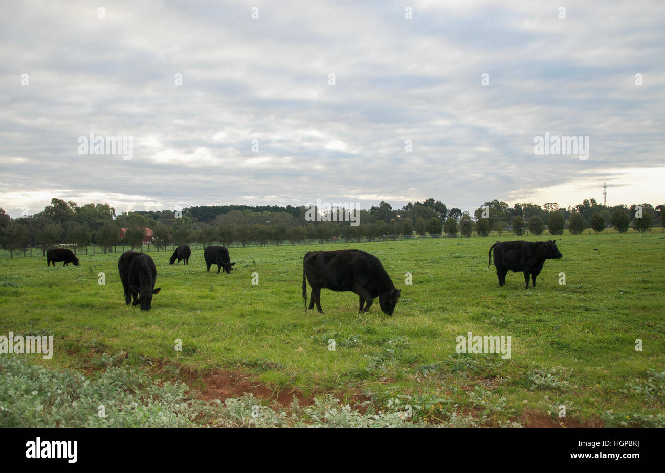 Group of cows grazing in green grass pasture under a cloudy sky at dusk ...